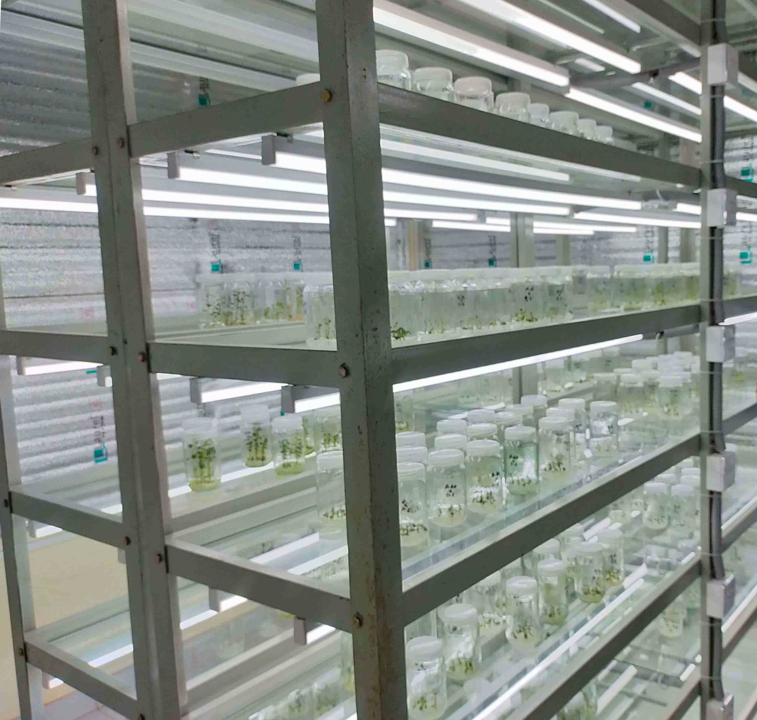 Tissue Culture Lab
