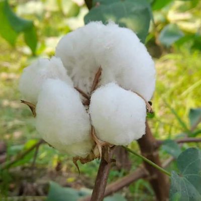 cotton-flower cotton-flower